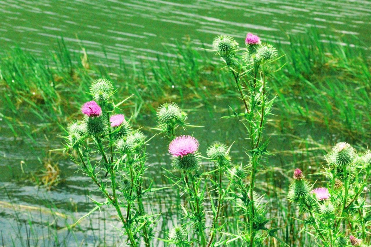 Wetlands Game Lodge Wakkerstroom Екстериор снимка